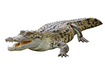 Naklejka premium Crocodileon a white background