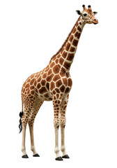 Naklejka premium Giraffe on a white background