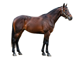 Obraz premium Horse on a white background