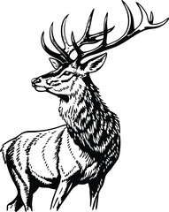 Majestic Red Deer Stag, Antlered, Wild, Nature, Black, Ink, Drawing, Wildlife, Art