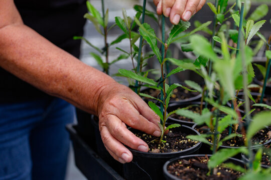 Australian female horticulturalist gardening in freshly potted seedling nursery garden