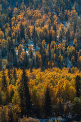 Fototapeta premium A golden autumn forest in the mountains of the Altai Republic, Russia.