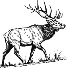 Majestic Elk Walking, Wild Nature, Antlered Buck, Black Ink Drawing