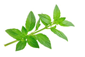 Fototapeta premium Fresh green basil sprig with vibrant leaves