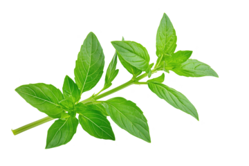 Fresh green basil sprig with vibrant leaves