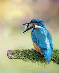 lilac breasted roller