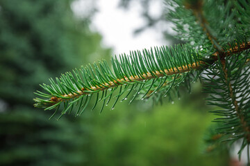 Close-up of a green conifer tree branch with fresh needles