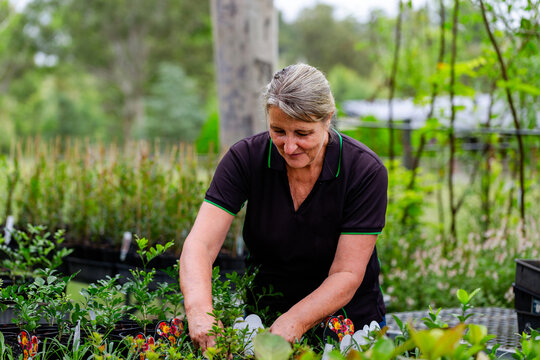 Australian female horticulturalist gardening in freshly potted seedling nursery garden