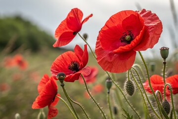 Red Poppy Flowers in Meadow
