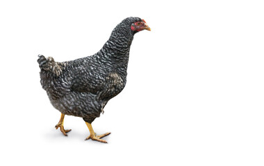 Chicken ( dominant ) on a white background with space for text