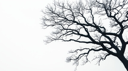 Obraz premium solitary tree with intricate branches stands against foggy backdrop, evoking sense of solitude and tranquility