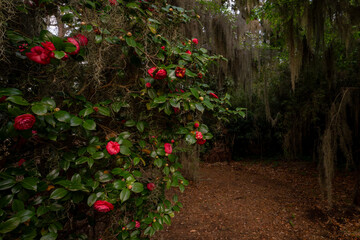 April Tryst Red Camellia Japonica in sc
