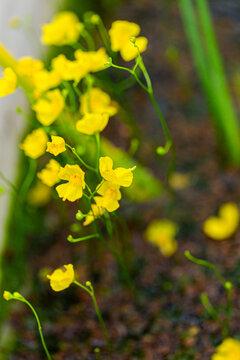 Tiny native yellow bladderwort flowers growing in pond water at nursery garden