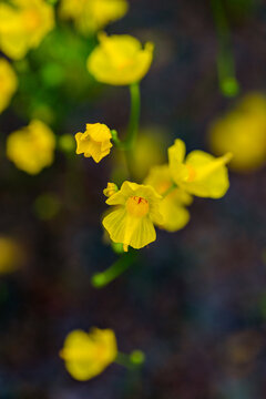 Tiny native yellow bladderwort flowers growing in pond water at nursery garden
