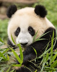 giant Panda