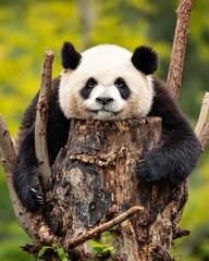 giant panda eating bamboo