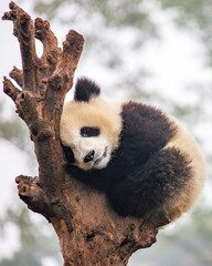 Panda in Tree