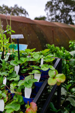 Strawberry plants for sale in Nursery Garden