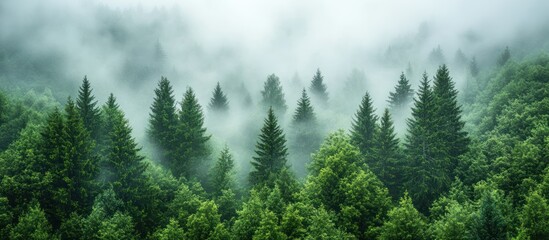 Fototapeta premium Misty Forest Canopy, Tranquil Landscape, Nature Photography