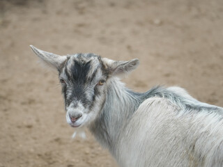 Young goat with gray and black fur standing on sandy ground, set against a charming rural backdrop, evokes a delightful farm or zoo atmosphere filled with nature