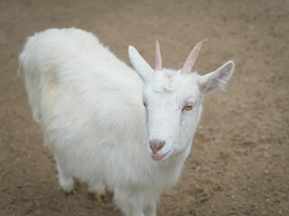 White goat with small horns standing on sandy ground, possibly in a farm or similar environment, creating a peaceful rural scene