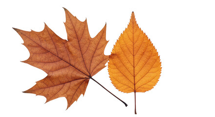 Isolated Two Autumn Leaves