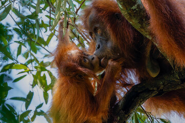 Mother orangutan and her baby  © Leandro