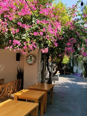 Flowery street of Bodrum in August