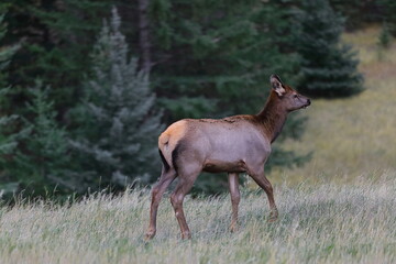 Female elk or wapiti -Cervus canadensis- wandering the slopes of Mount Norquay in the afternoon, town's northern outskirts. Banff-Alberta-Canada-082