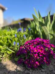 A Vibrant Spring Garden Featuring Colorful Flowers Surrounded by Lush Greenery and Plants