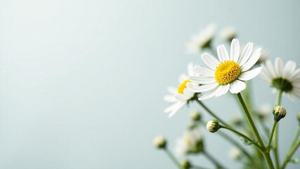 Obraz premium Camomile flowers on light blue background. Text space