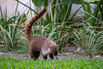 coatí, en México en la rivera maya tumbado y comiendo en el césped verde de los jardines