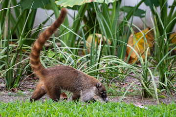 coatí, en México en la rivera maya tumbado y comiendo en el césped verde de los jardines