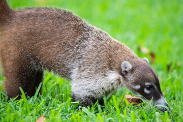 coatí, en México en la rivera maya tumbado y comiendo en el césped verde de los jardines
