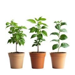 Fototapeta premium Closeup of various plants growing in pots on a Transparent background, Closeup view plants growing in pots, isolated on PNG background