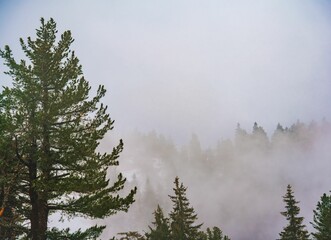 Misty forest landscape with evergreen trees.
