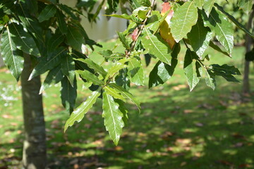 leaves of Quercus rysophylla Maya in spring