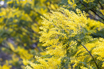 	見頃を迎えたミモザ