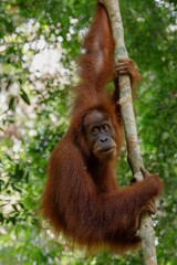Sumatran orangutan (Pongo abelii)