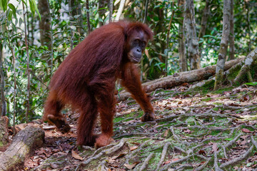 Sumatran orangutan. Female at gunung leuser national park, Indonesia 