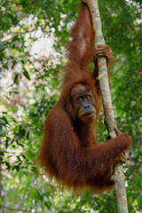 Sumatran orangutan at Gunung leuser national park, Sumatra, Indonesia 