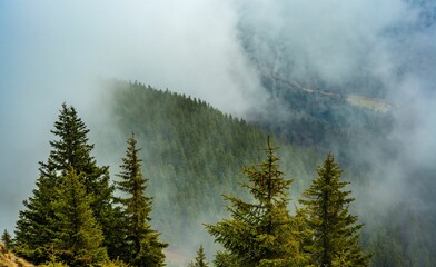 Misty mountain landscape with evergreen trees.