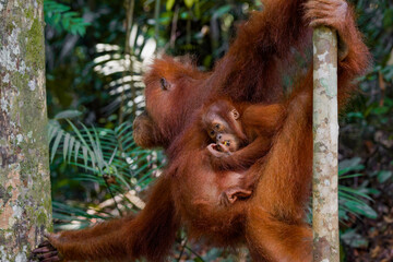 Mother orangutan and her baby 