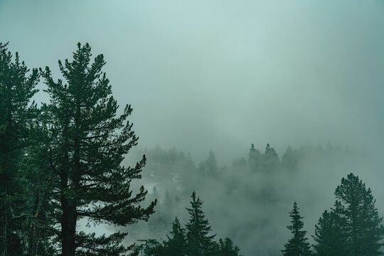Foggy Forest Landscape with Evergreen Trees