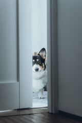 Front door of a house with a cute corgi dog inside. Pets in the house, welcome 