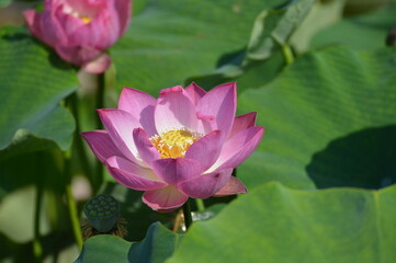 Fiore di loto, nelumbo, spiritualità