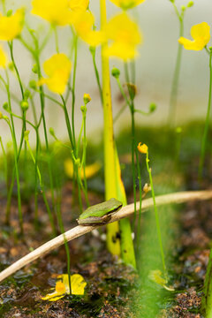 Tiny native Australian frog sitting near yellow bladderwort flowers in pond