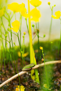 Tiny native Australian frog sitting  near yellow bladderwort flowers in pond