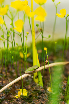 Tiny native Australian frog sitting on stalk near yellow bladderwort flowers in pond