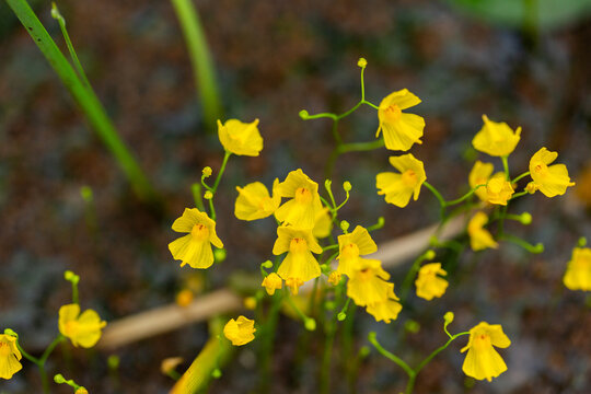 Native yellow bladderwort flowers growing in pond water at nursery garden